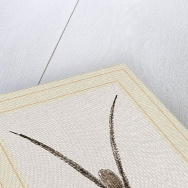 Apus productus by Anonymous