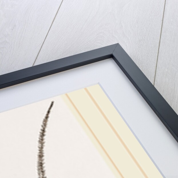 Apus productus by Anonymous