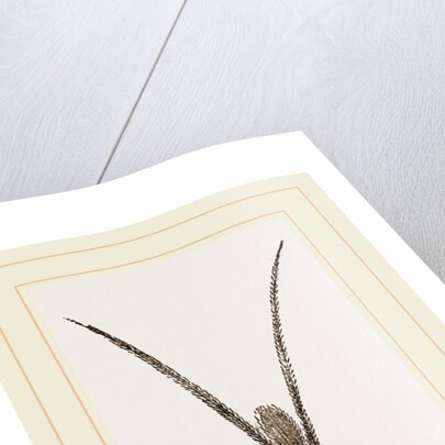 Apus productus by Anonymous