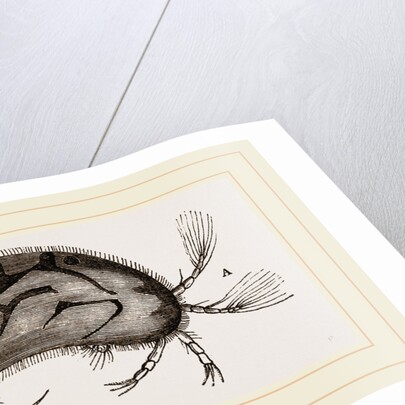 Cypris oruata by Anonymous