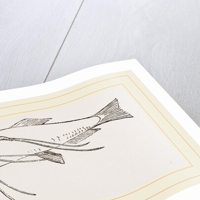 Lerneans on Sprat by Anonymous