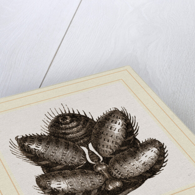 Spinnerets of Spider by Anonymous