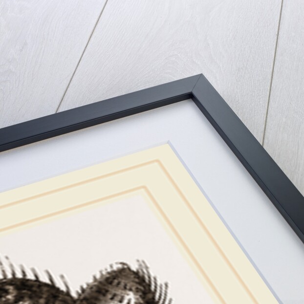 Spinnerets of Spider by Anonymous