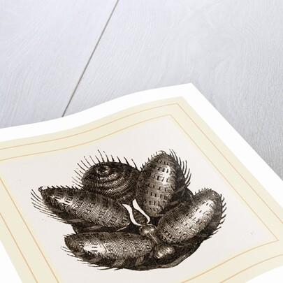 Spinnerets of Spider by Anonymous