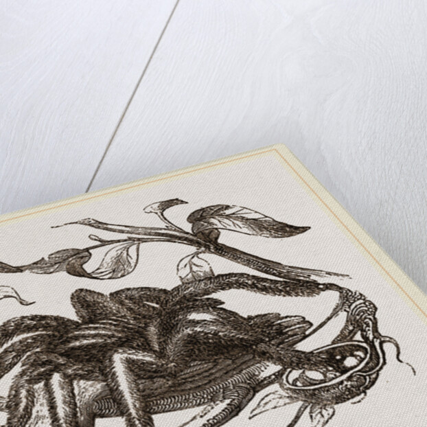 From Madame Merian by Anonymous