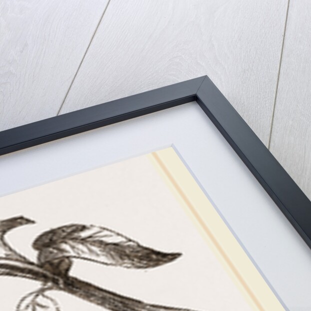 From Madame Merian by Anonymous