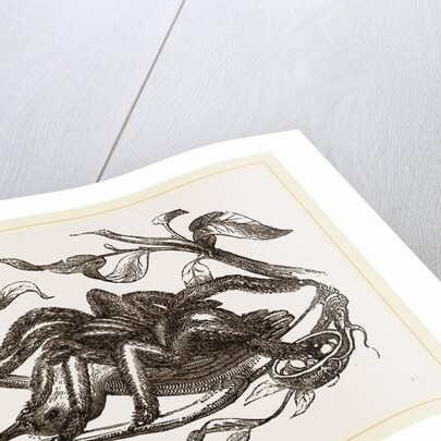 From Madame Merian by Anonymous