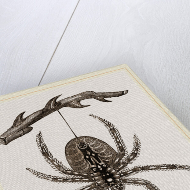 Garden Spider by Anonymous