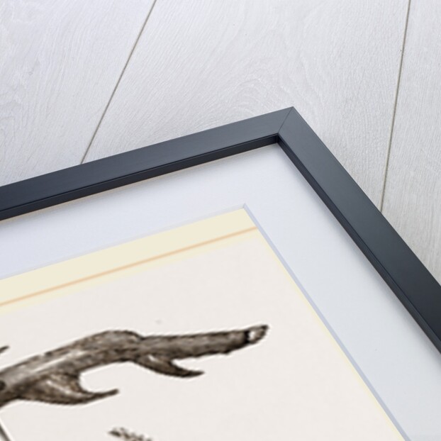 Garden Spider by Anonymous