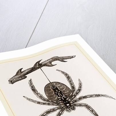 Garden Spider by Anonymous