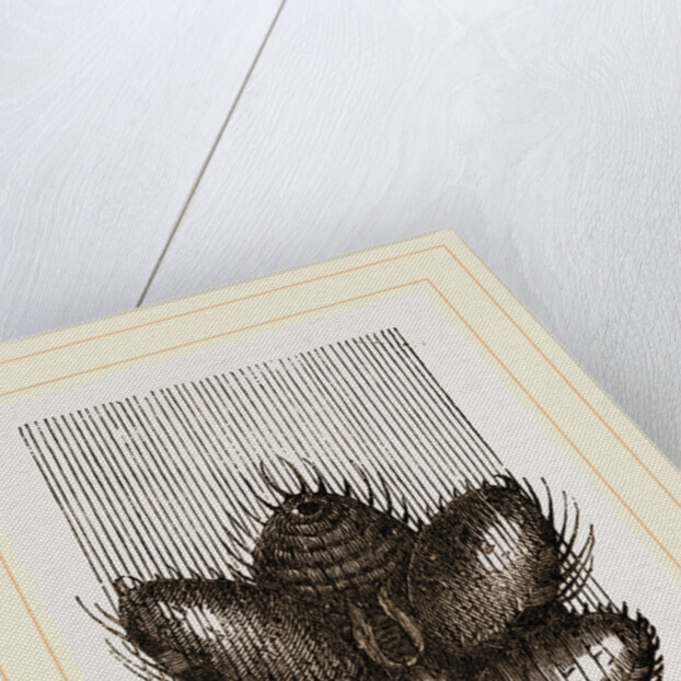 Spinnerets and Thread of Spider by Anonymous