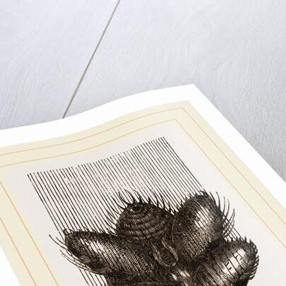 Spinnerets and Thread of Spider by Anonymous