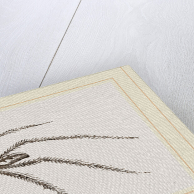 Long legged House-Spider by Anonymous