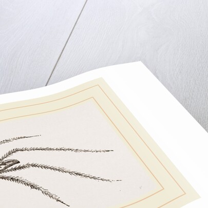 Long legged House-Spider by Anonymous