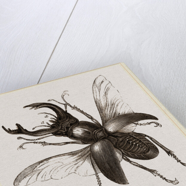 Stag Beetle, beetle in the family Lucanidae by Anonymous