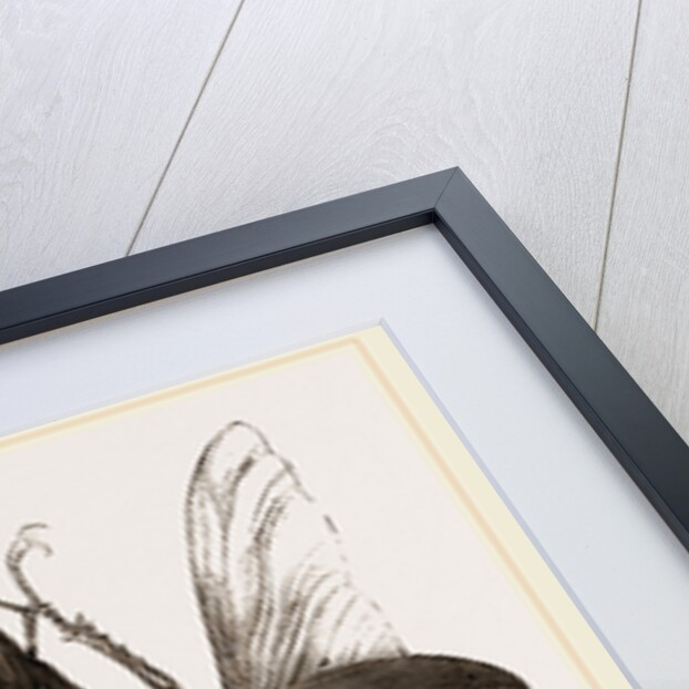 Stag Beetle, beetle in the family Lucanidae by Anonymous