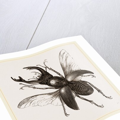 Stag Beetle, beetle in the family Lucanidae by Anonymous