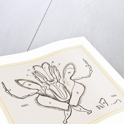 Parts of Mouth various Insects by Anonymous