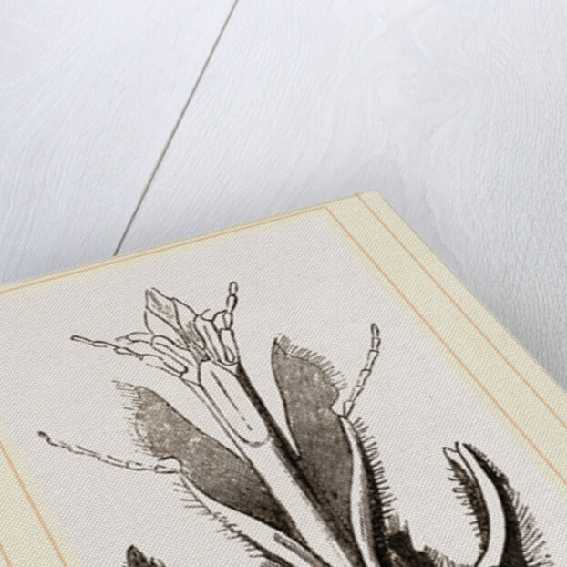 Head of Pee by Anonymous