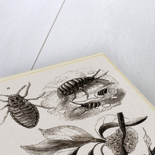 Apple-Aphis by Anonymous