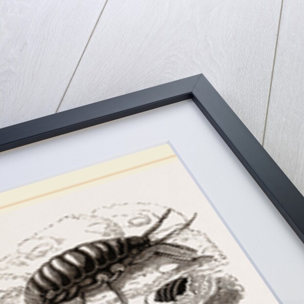 Apple-Aphis by Anonymous