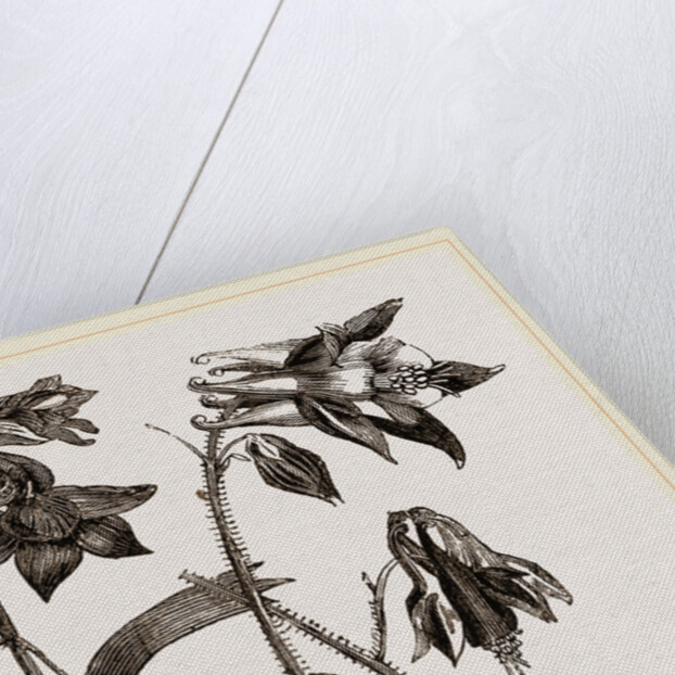 Larkspur and Columbine by Anonymous