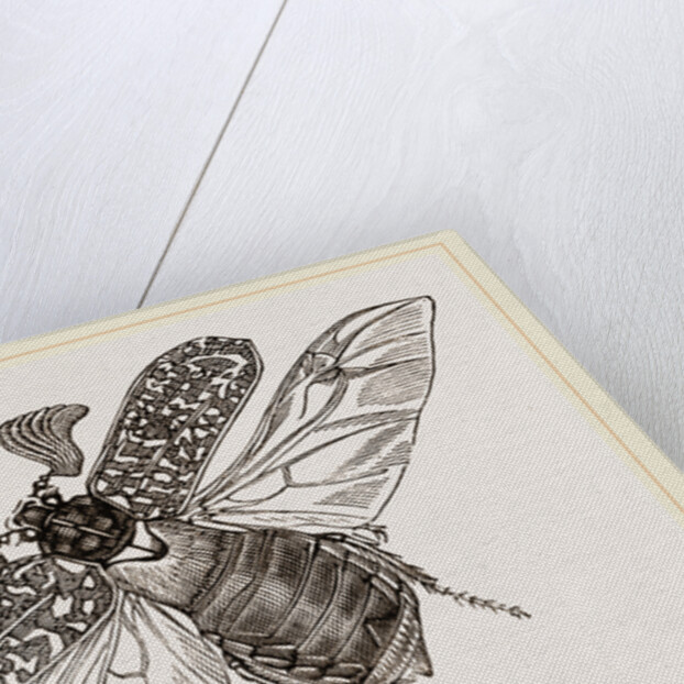 Beetle flying by Anonymous