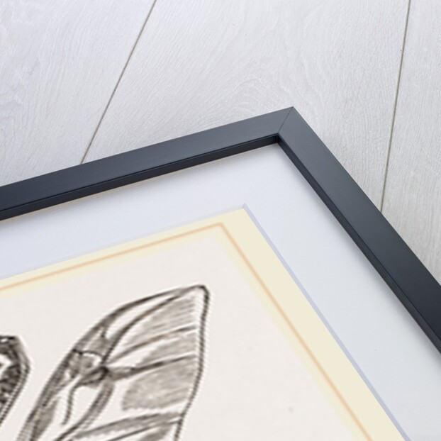 Beetle flying by Anonymous