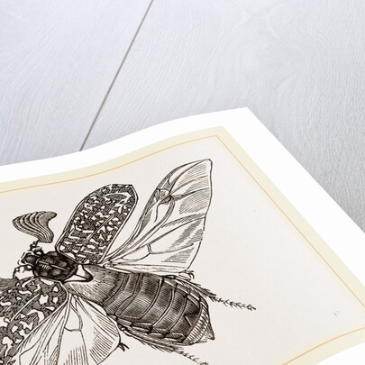 Beetle flying by Anonymous