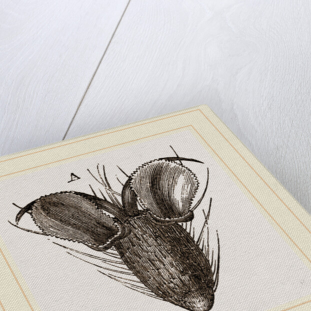 Foot of Bluebottle-Fly by Anonymous