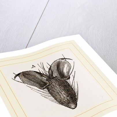 Foot of Bluebottle-Fly by Anonymous