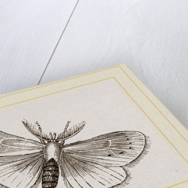 Moth by Anonymous