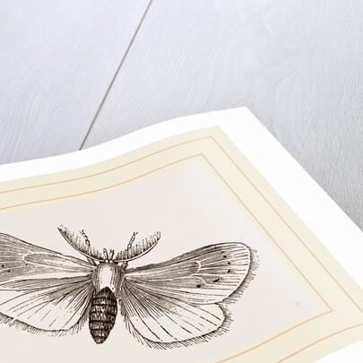 Moth by Anonymous