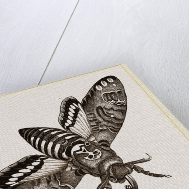 Death's-Head Hawk-Moth by Anonymous