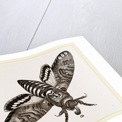 Death's-Head Hawk-Moth by Anonymous