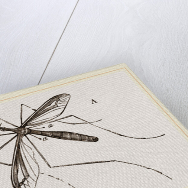 Father Long-legs by Anonymous