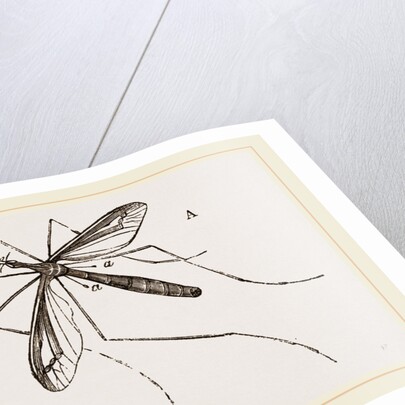 Father Long-legs by Anonymous