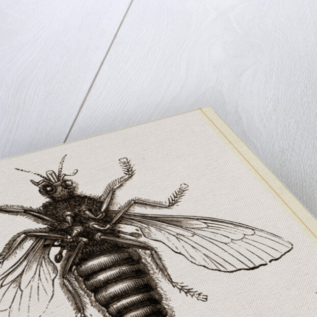 Under Surface of Two-winged Insect by Anonymous