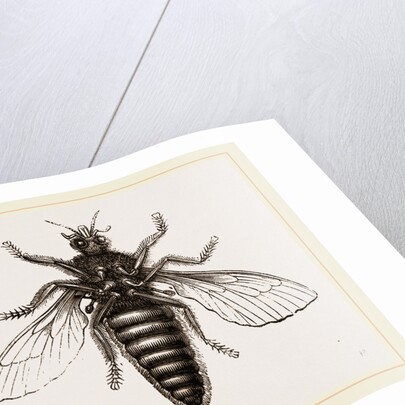 Under Surface of Two-winged Insect by Anonymous