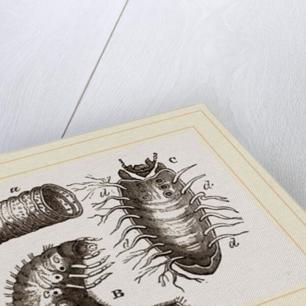 Details of Rhinoceros Beetle by Anonymous