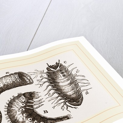 Details of Rhinoceros Beetle by Anonymous