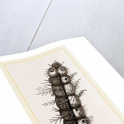 Caterpillar and Viscera of Tortoiseshell Butterfly by Anonymous