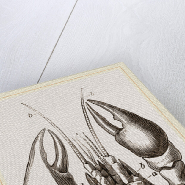Head of Lobster by Anonymous