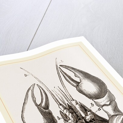 Head of Lobster by Anonymous