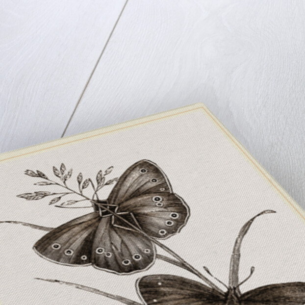 Ringlet Butterfly and Poa Grass by Anonymous