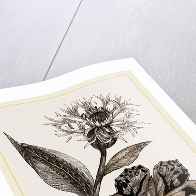 Painted Lady and Alpine Bluebottle by Anonymous