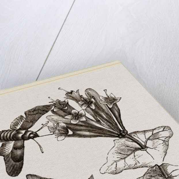 Humming-bird Moth and Honeysuckle by Anonymous