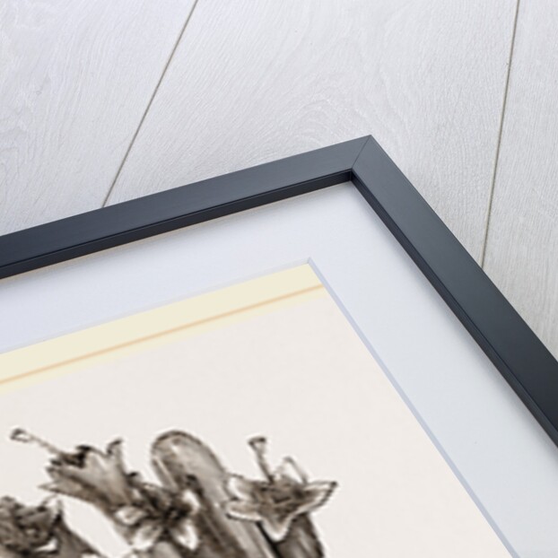 Humming-bird Moth and Honeysuckle by Anonymous