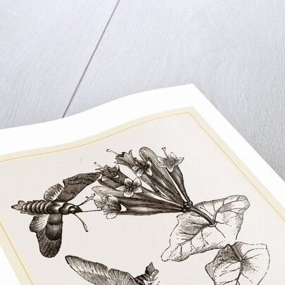 Humming-bird Moth and Honeysuckle by Anonymous