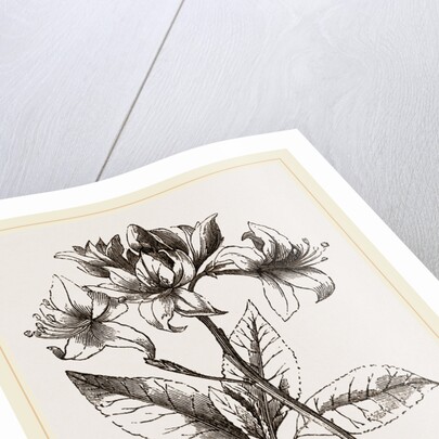 Yellow Azalea by Anonymous